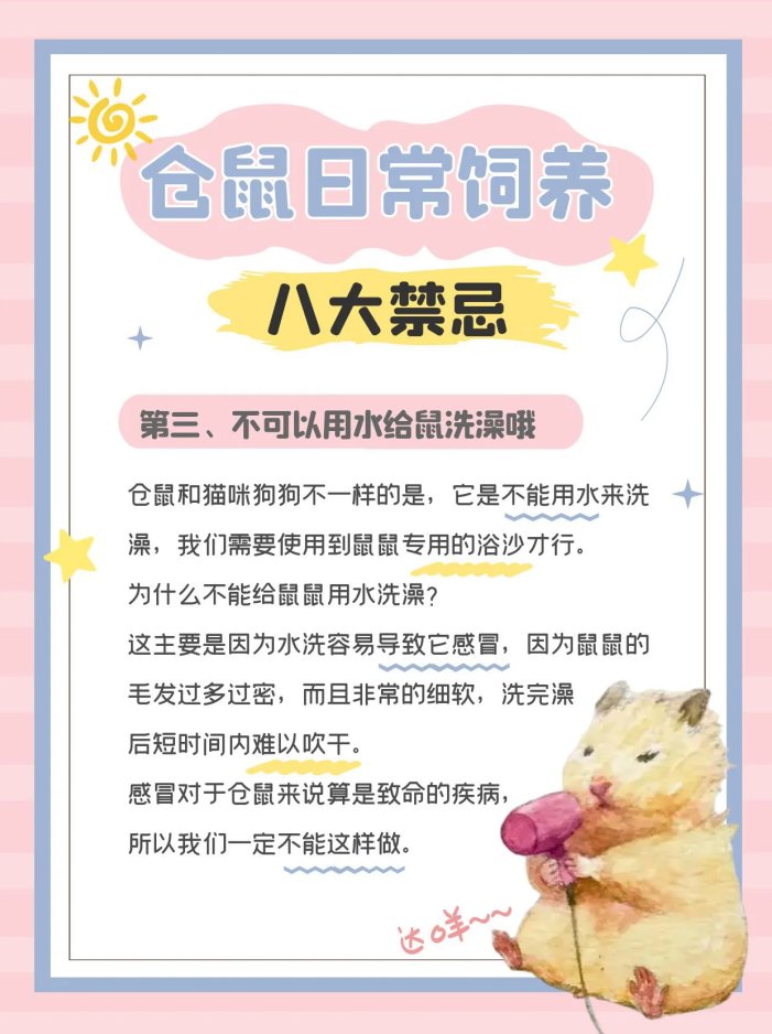 仓鼠饲养八大禁忌,新手必看
