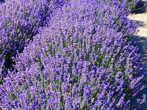 代表神明救赎的花