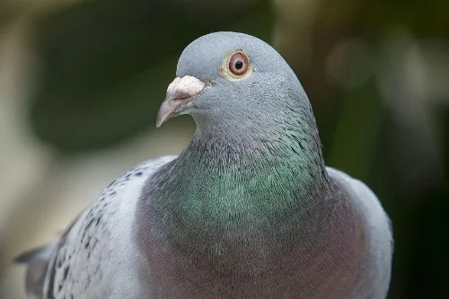 宁夏君翼赛鸽公棚春棚章程