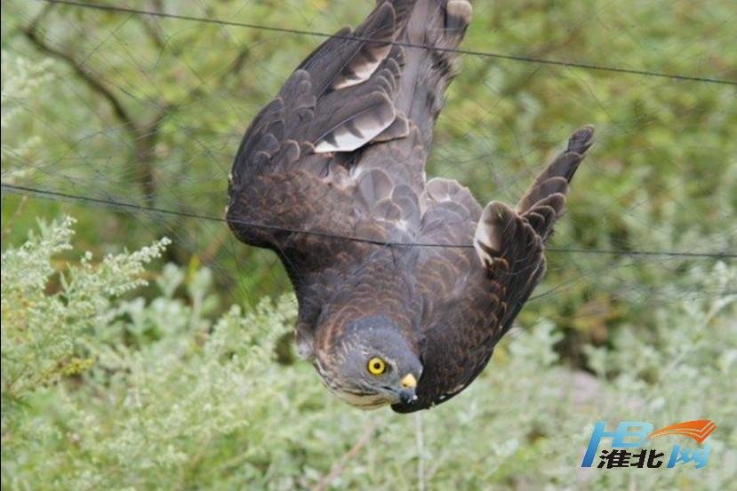 鸟之殇的鸟之殇