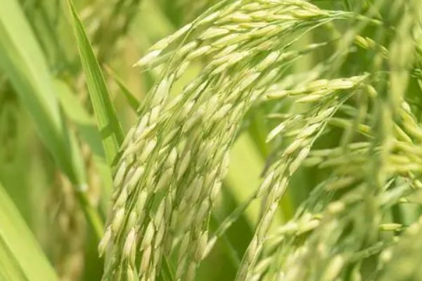 处暑节气最有名的诗句