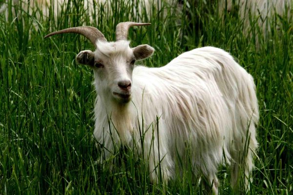 杀回马枪是什么动物