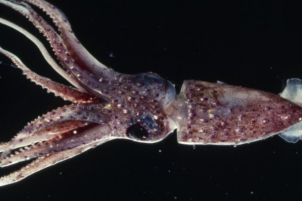 鱿鱼官网换域名了吗？