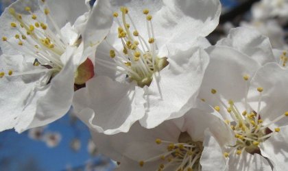 一朝选在君王侧什么花