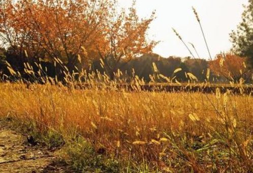 什么的微风填空二年级？