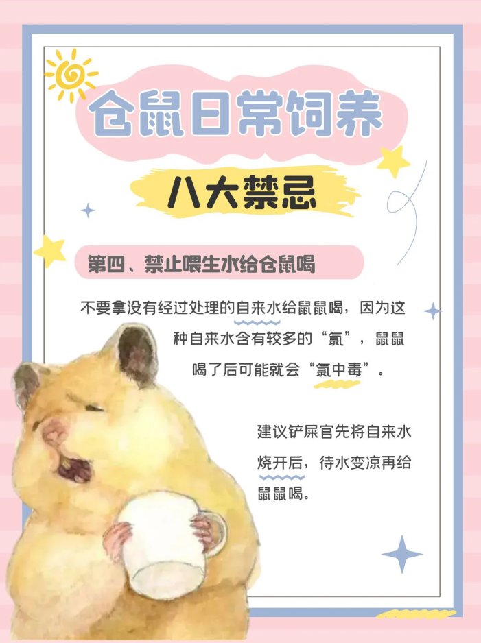 仓鼠饲养八大禁忌,新手必看