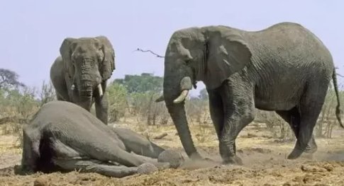 亚洲象妈妈如何管教不听话的小象