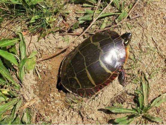 如何看待乌龟离家出走74天只走了200米这件事呢