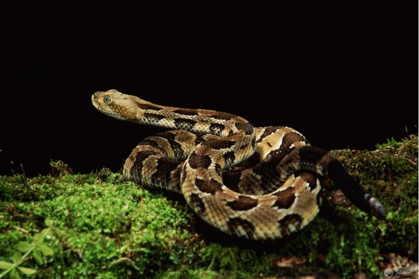 手足无措的生肖