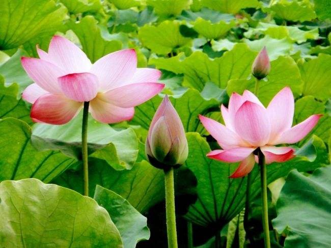 花中仙子是什么花？