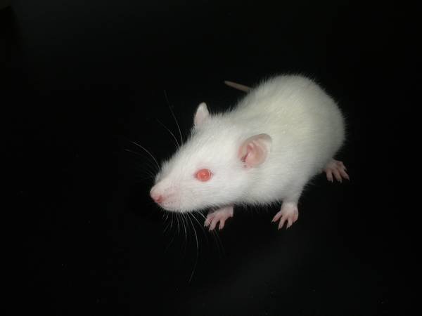 氯化甲基汞的理化性质