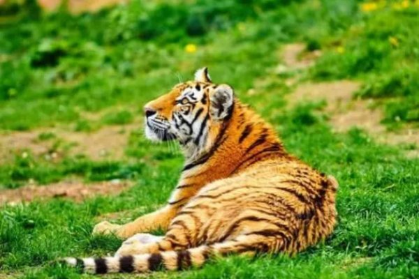 强者反已指的是什么生肖