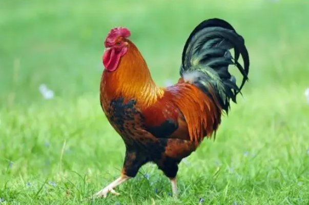 明日黄花打一个动物生肖