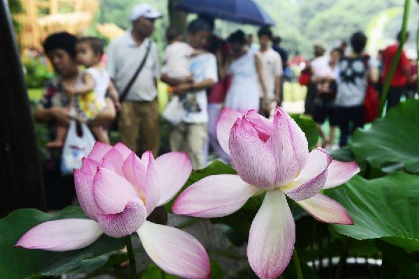 玄武湖并蒂莲被游客摘下，景区该如何保护景物不被破坏？
