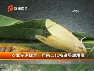 QQ粘虫的定义以及特点