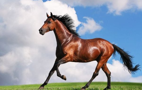 五云花浩日边红代表什么生肖