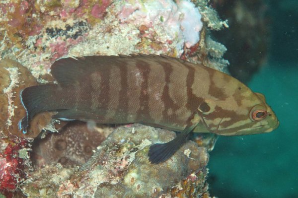 海班鱼是什么鱼