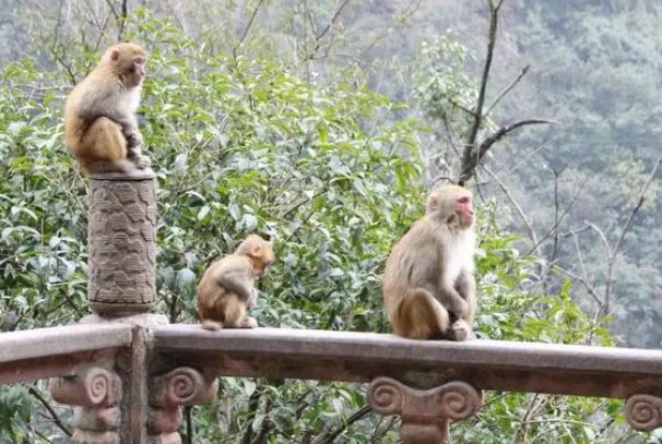 割须换袍指什么动物