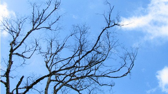 随变小姐的走红原因