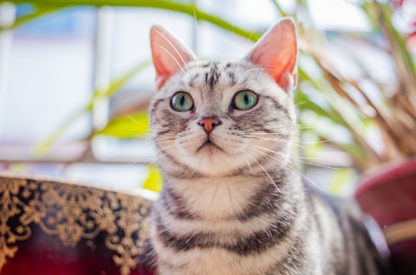 请人捉刀比喻什么动物