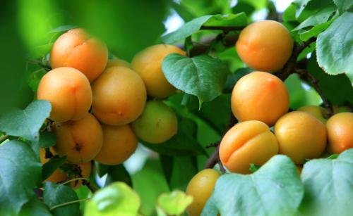 日文的“杏子”应该叫Anzu还是叫kyoko呢？