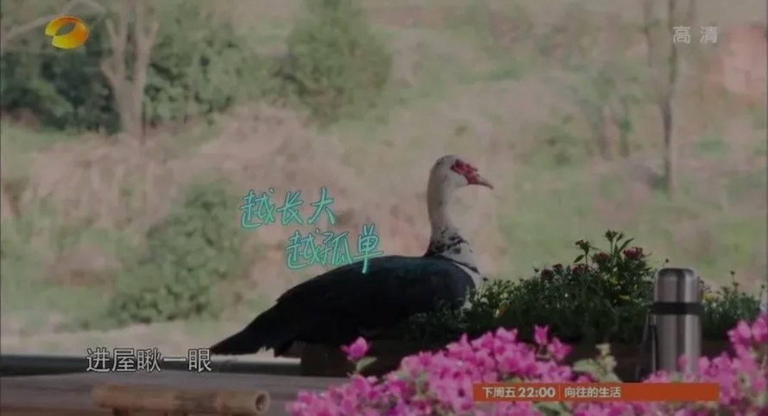 《向往的生活》节目组回应彩灯热搜,节目的彩灯存在哪些争议?