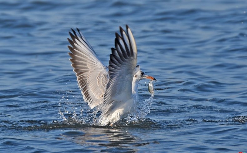 功亏一篑的篑是什么意思