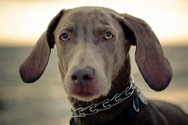 杀回马枪是什么动物