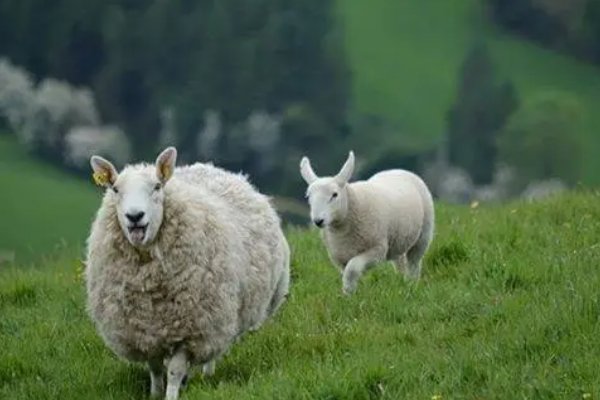 十二生肖的岁数表