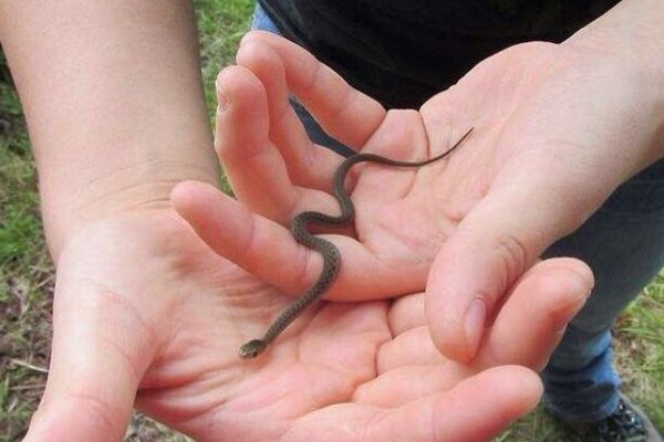 静观其变动物生肖