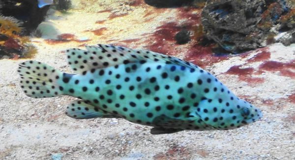 海班鱼是什么鱼