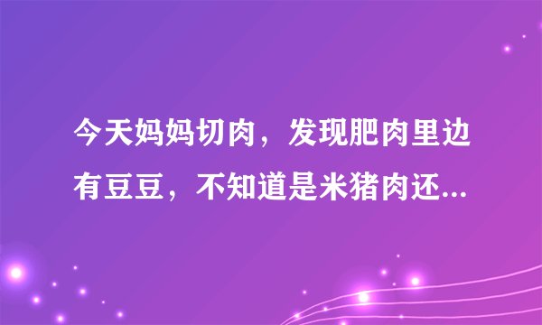 今天妈妈切肉，发现肥肉里边有豆豆，不知道是米猪肉还是淋巴，能明确的告诉我吗