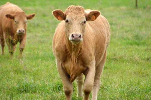 英勇善战指什么生肖