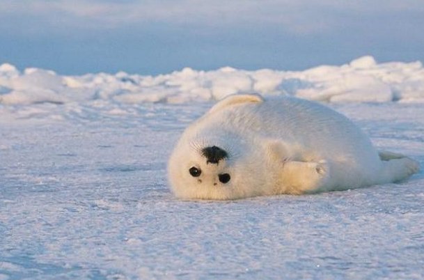 倔头倔脑正确生肖