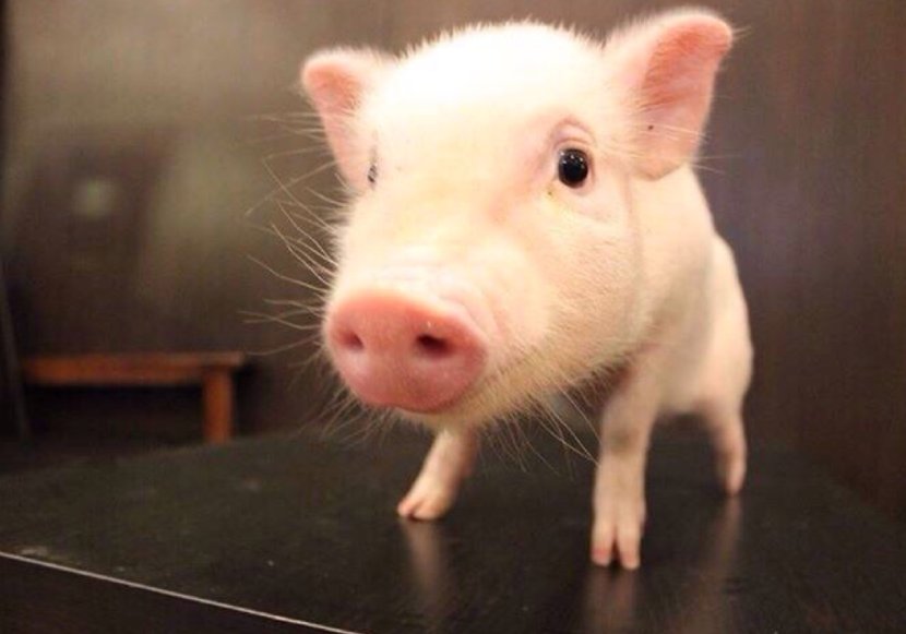 you are pig 什么意思