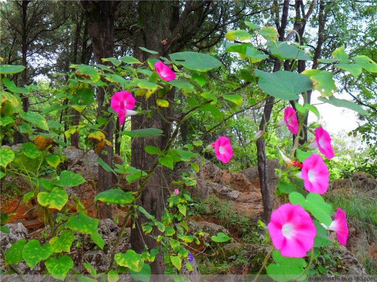 森林中的牵牛花的介绍