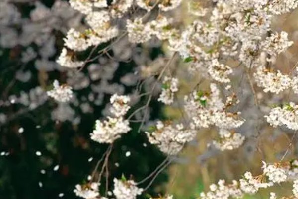 清明的名言名句