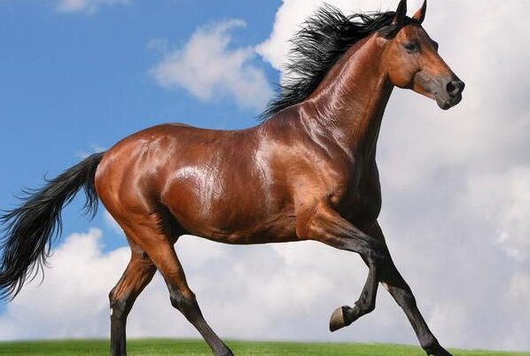 缺月再圆打一个生肖