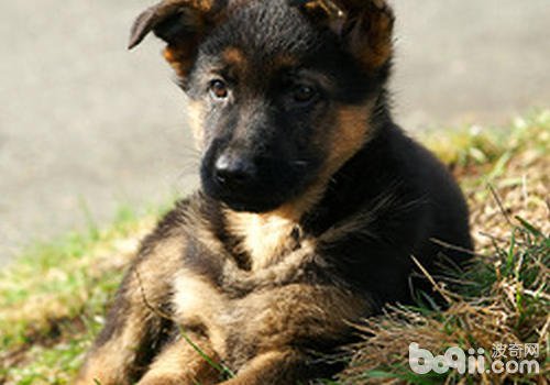 狗狗最近食欲突然增大,正常吗?