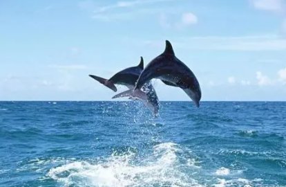 海豚人指什么人？