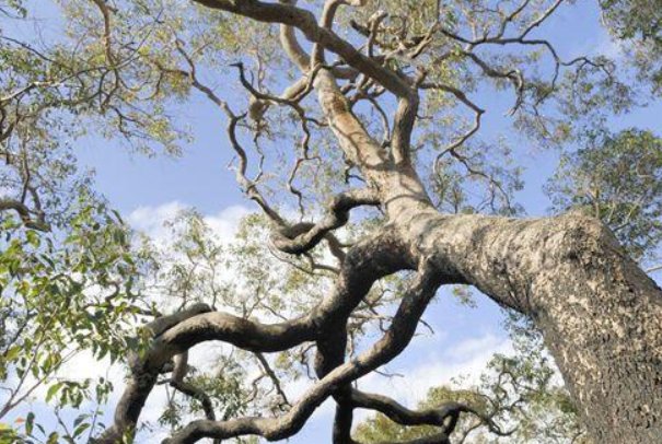 满江红在自然界中指什么