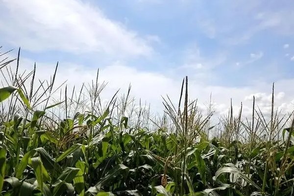 处暑节气最有名的诗句