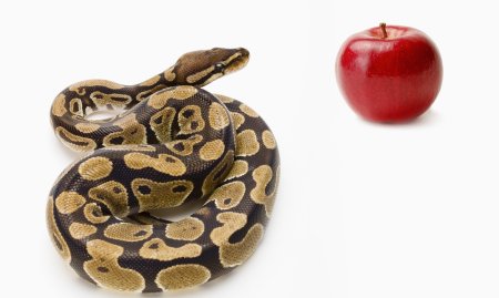 川流不息猜生肖