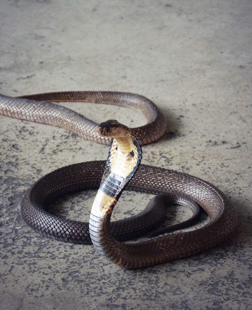 晚上做梦 有好几次梦到蛇是什么意思？