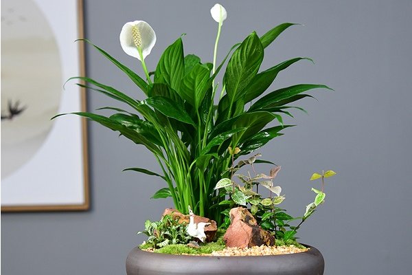 10种植物的传播方式