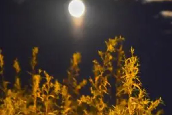 中秋夜唐李峤翻译和注释