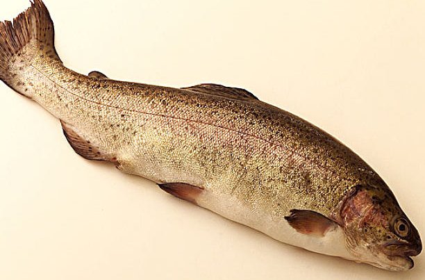 哪种鱼能同时适应海水和淡水