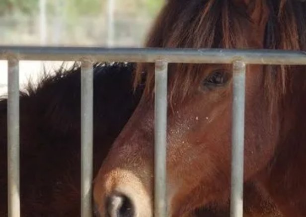 风尘之言代表什么动物