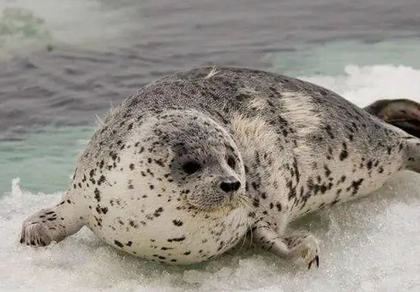 倔头倔脑正确生肖