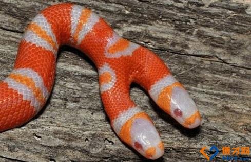 双头蛇眼贴的注意事项